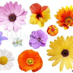 Blumen Set _01