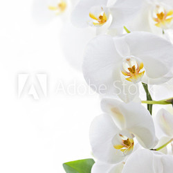 Orchid
