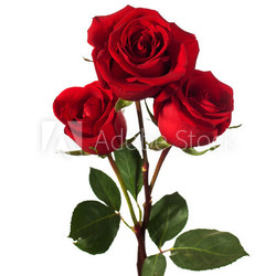 three dark red roses isolated on white