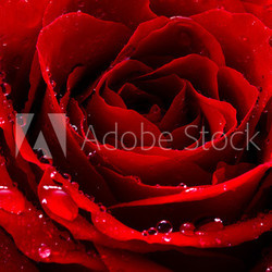 red rose with water drops