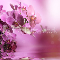 Orchid flowers composition