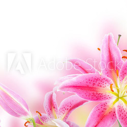 Pink lily