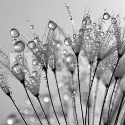 dewy dandelion