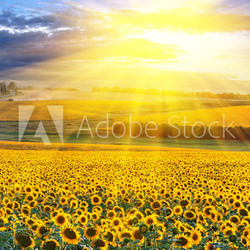 Sunset over the field