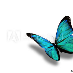 Turquoise butterfly, isolated on white background