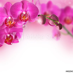 Orchids design border with copy space
