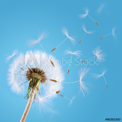 Dandelion seeds blown in the sky