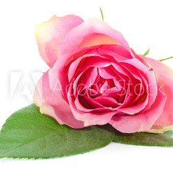 Schöne Rose
