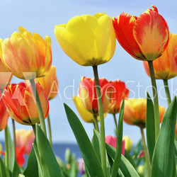 Colorful tulips in spring