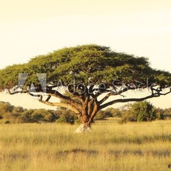 Acacia on the African plain