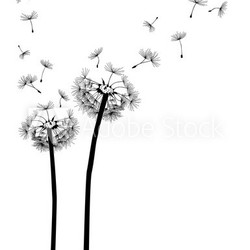 Pusteblume Löwenzahn
