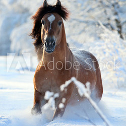 Bay horse running in winter
