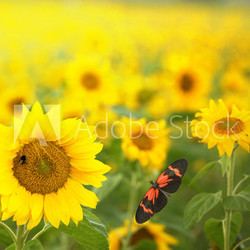 Farben des Sommers