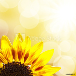 Tournesol, carré