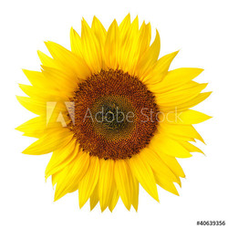 Die perfekte Sonnenblume auf weiß