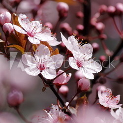 Kirschblüten