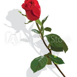 Beautiful red rose on a white background