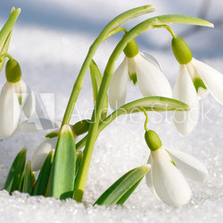 Spring snowdrop flowers