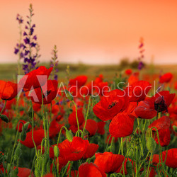 Field of poppies on a sunset