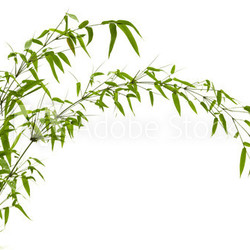 Bamboo leaves