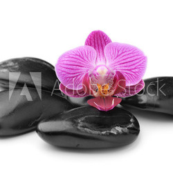 orchid