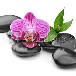 orchid