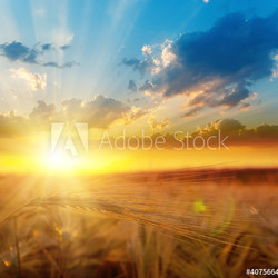golden sunset over field with barley