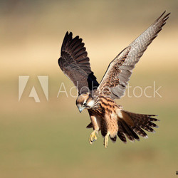 Lanner falcon landing