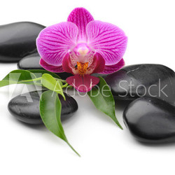 orchid