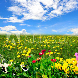 Landschaft Wiese Himmel Frühling Blumen