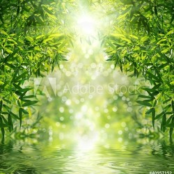 Zen Bamboo Forest,sun and water.