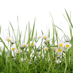 Gänseblümchen