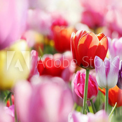 tulpenblüte