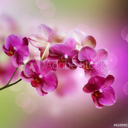 Orchid