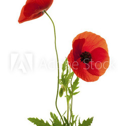 deux fleurs de coquelicot fond blanc