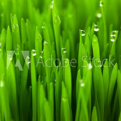 Fresh green wheat grass with drops dew / macro background