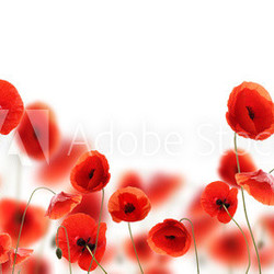 Poppy flowers isolated on white background