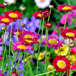 Chrysanthemen