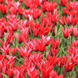 Tulpen 
