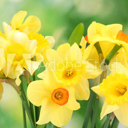 beautiful yellow daffodils  on green background