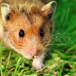 Hamster on the grass