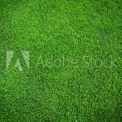 Green grass texture background