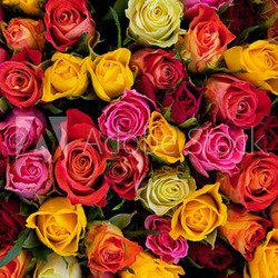 Flowers. Colorful roses background