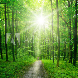 forest
