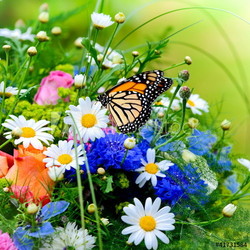 Blumenwiese