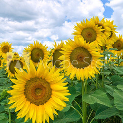 Sunflower field.