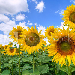 Sunflower field.