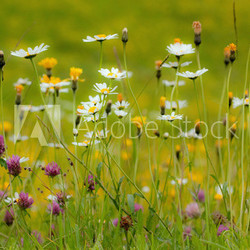 blumenwiese