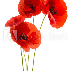 Coquelicots