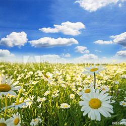 Springtime: field of daisy flowers with blue sky and clouds